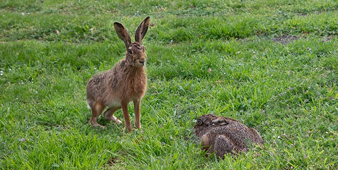 Hasenbesuch pünktlich zu Ostern